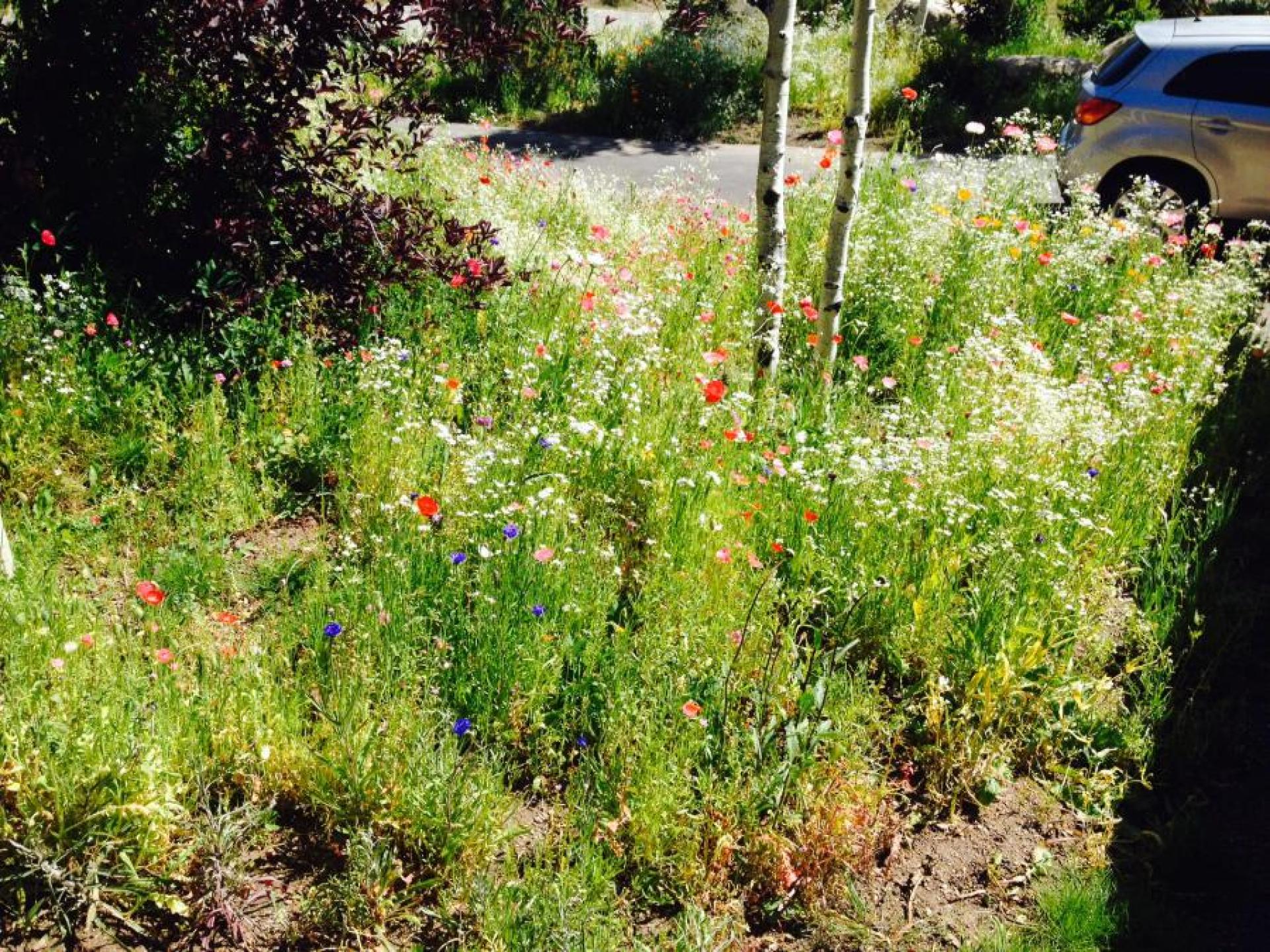 Wild Flowers