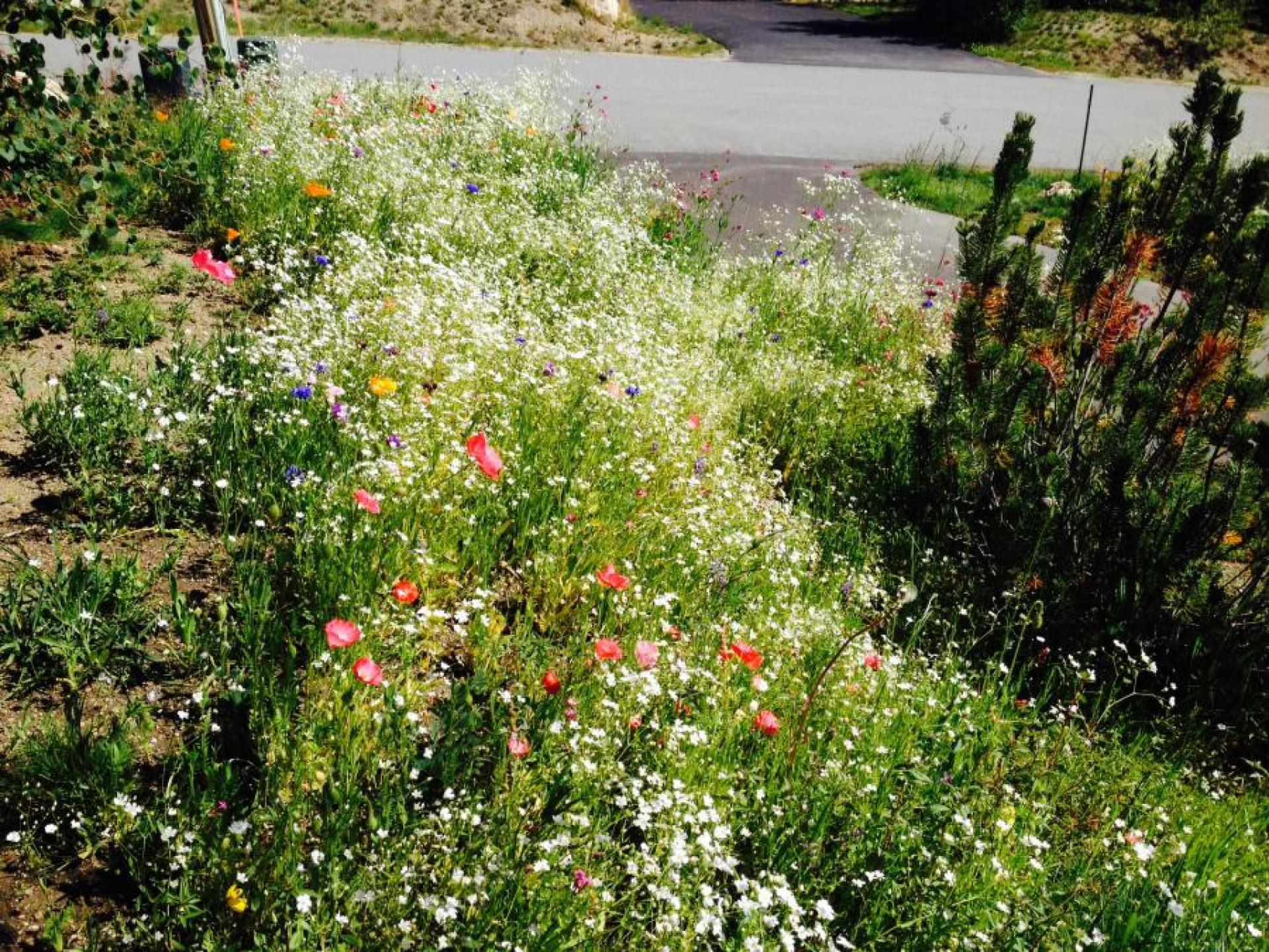 Wild Flowers