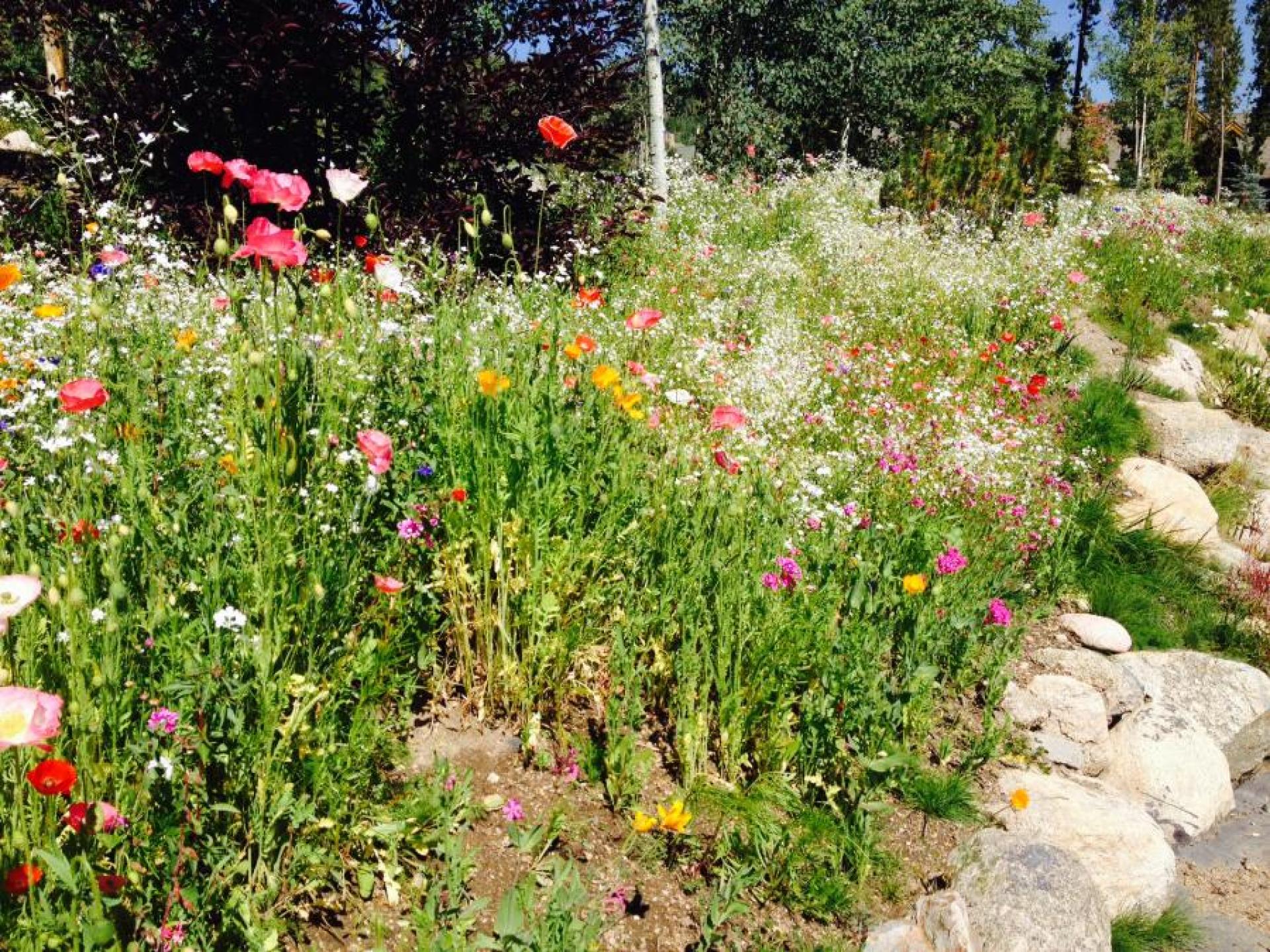Wild Flowers