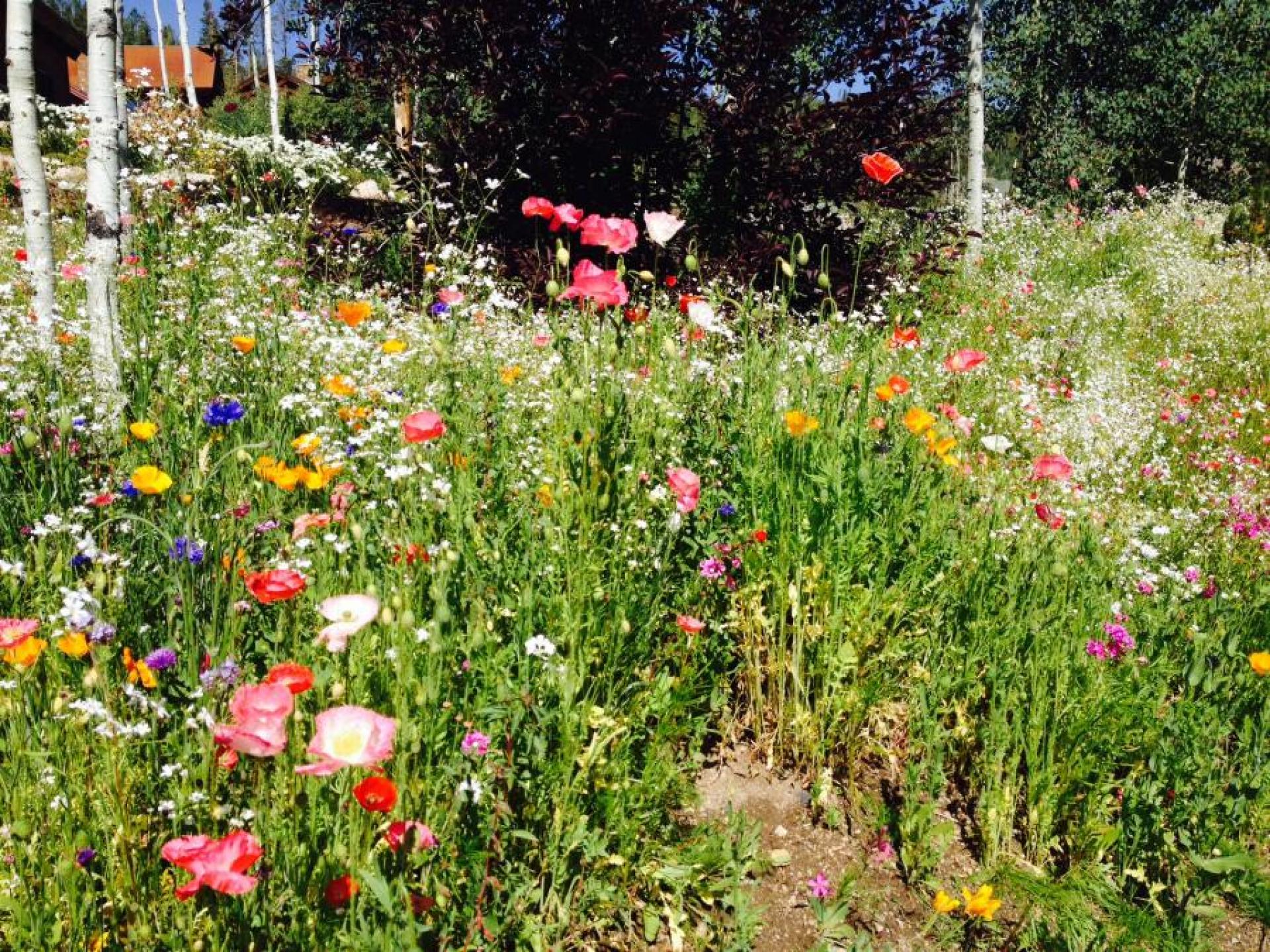 Wild Flowers
