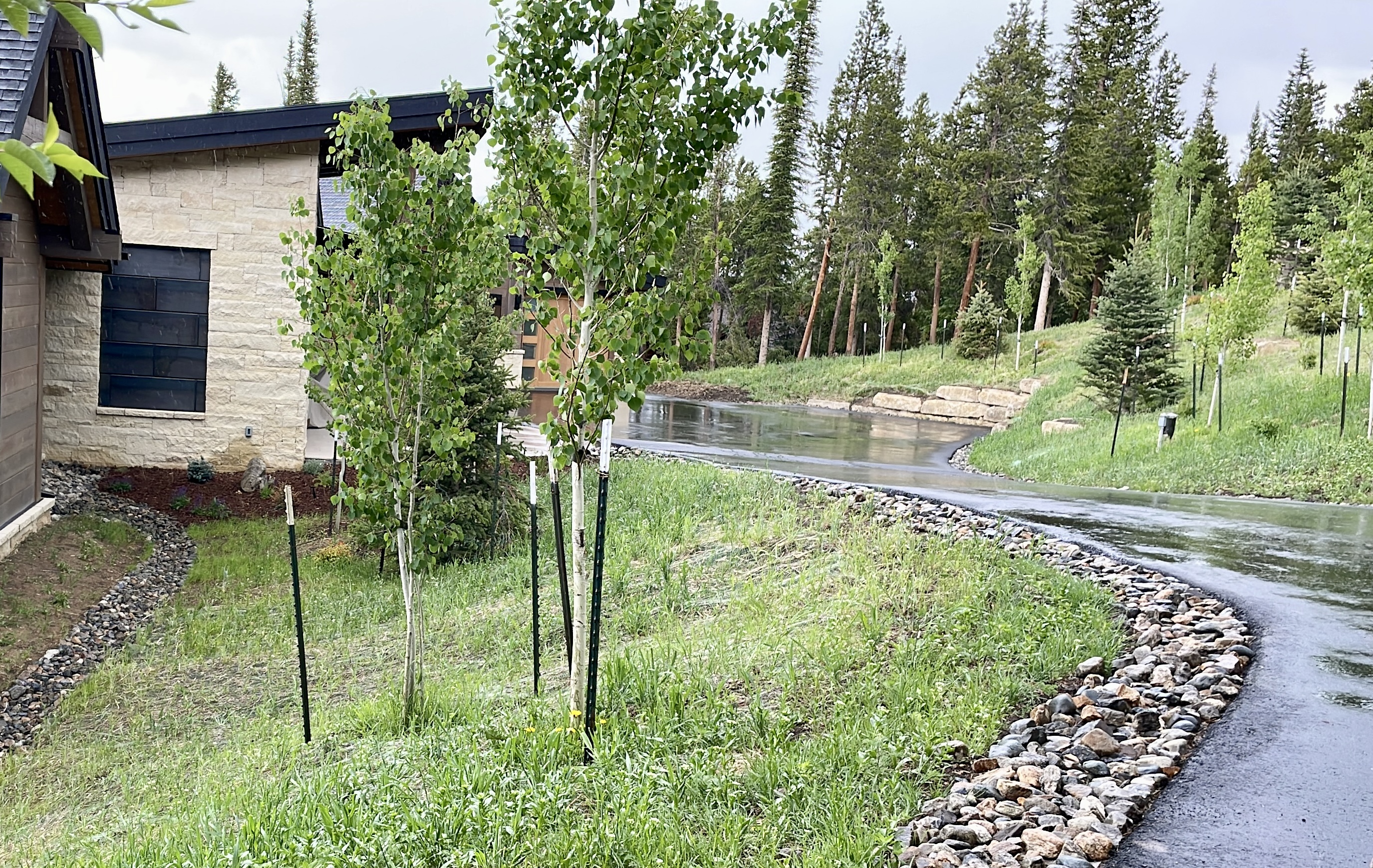 Turf & Native Grasses Gallery - Photo 14