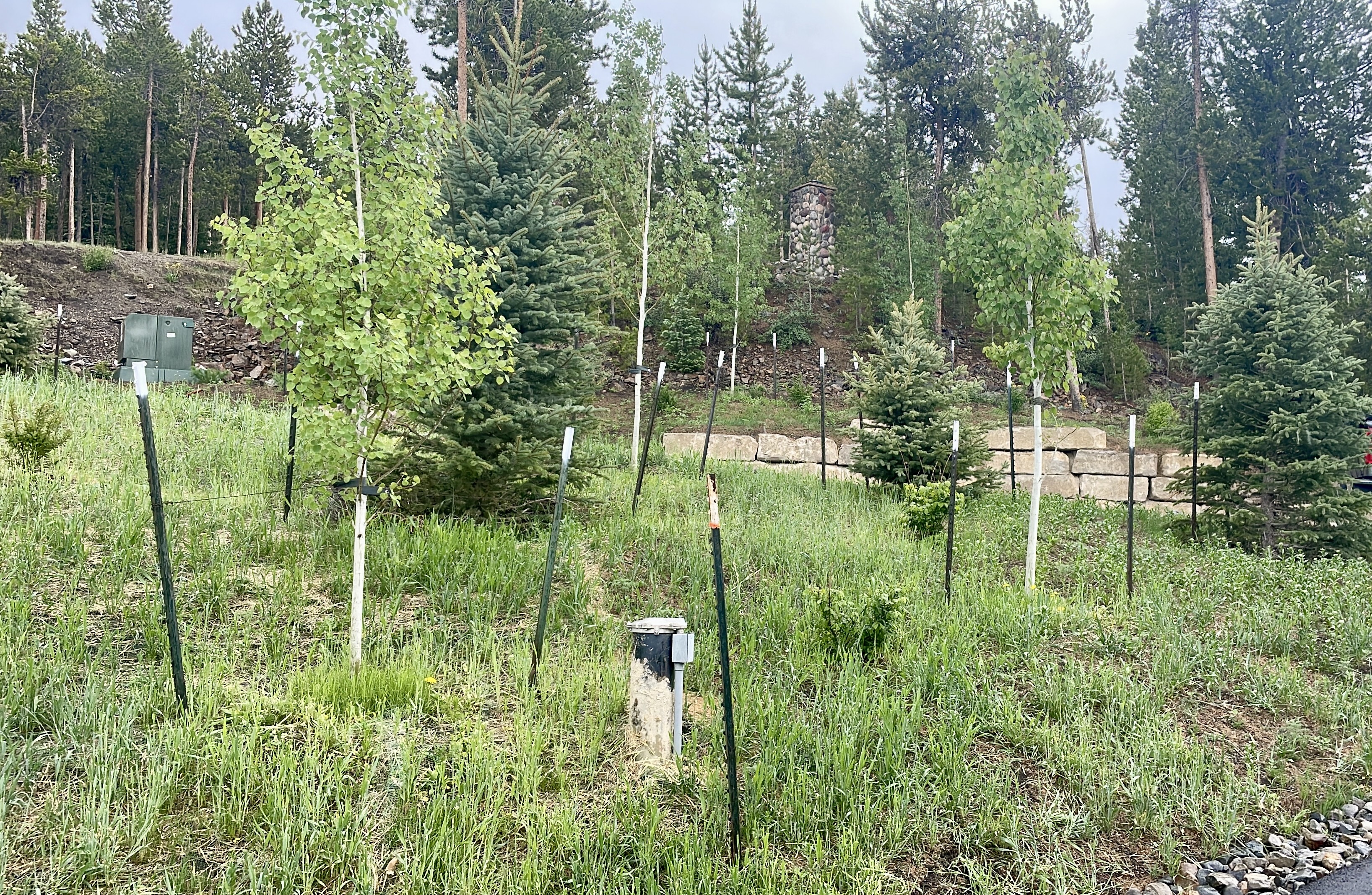 Turf & Native Grasses Gallery - Photo 15