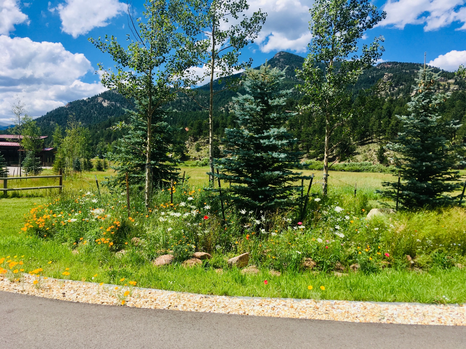 Trees & Plantings Gallery - Photo 14