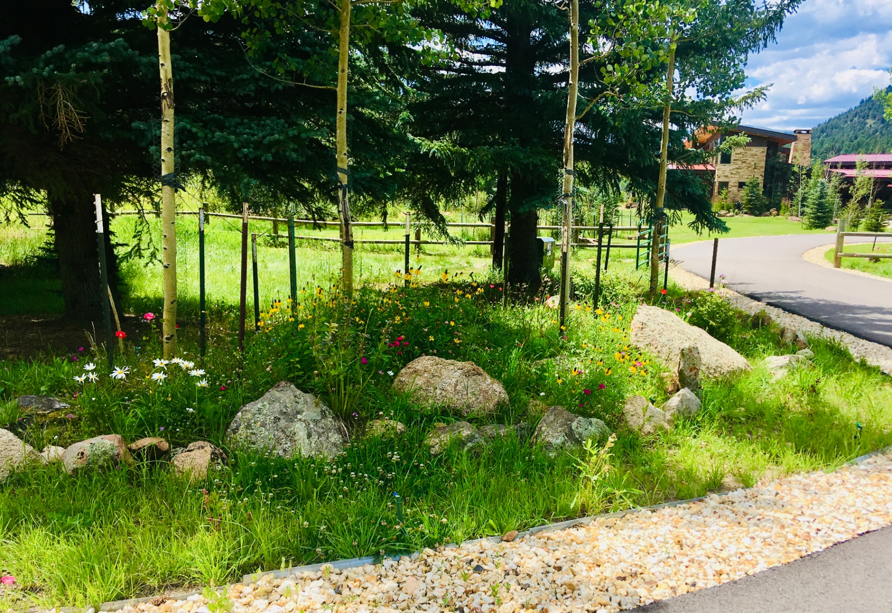 Trees & Plantings Gallery - Photo 15