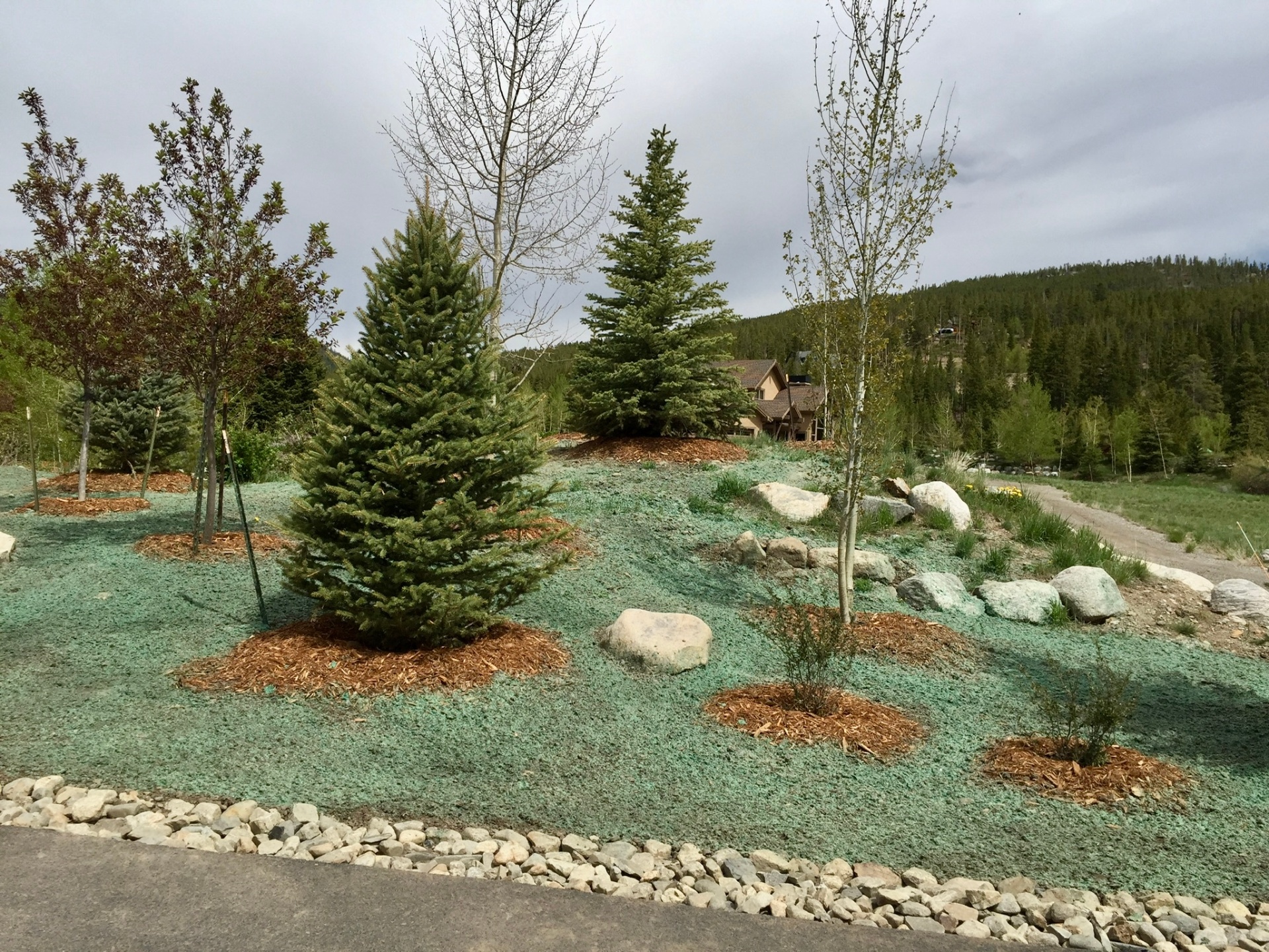 Trees & Plantings Gallery - Photo 17