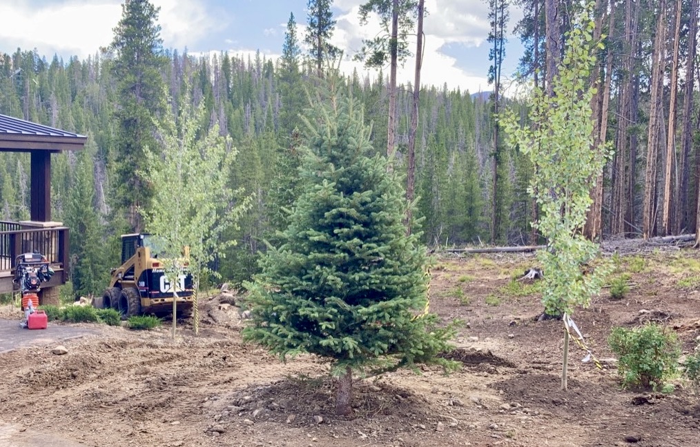 Trees & Plantings Gallery - Photo 20