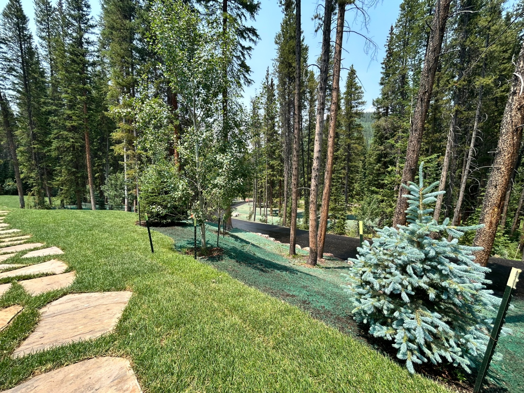 Trees & Plantings Gallery - Photo 9