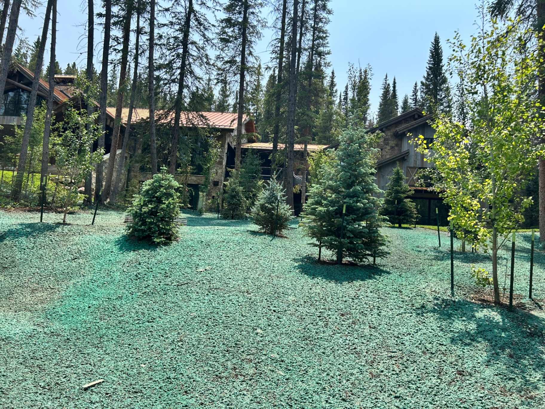 Trees & Plantings Gallery - Photo 10