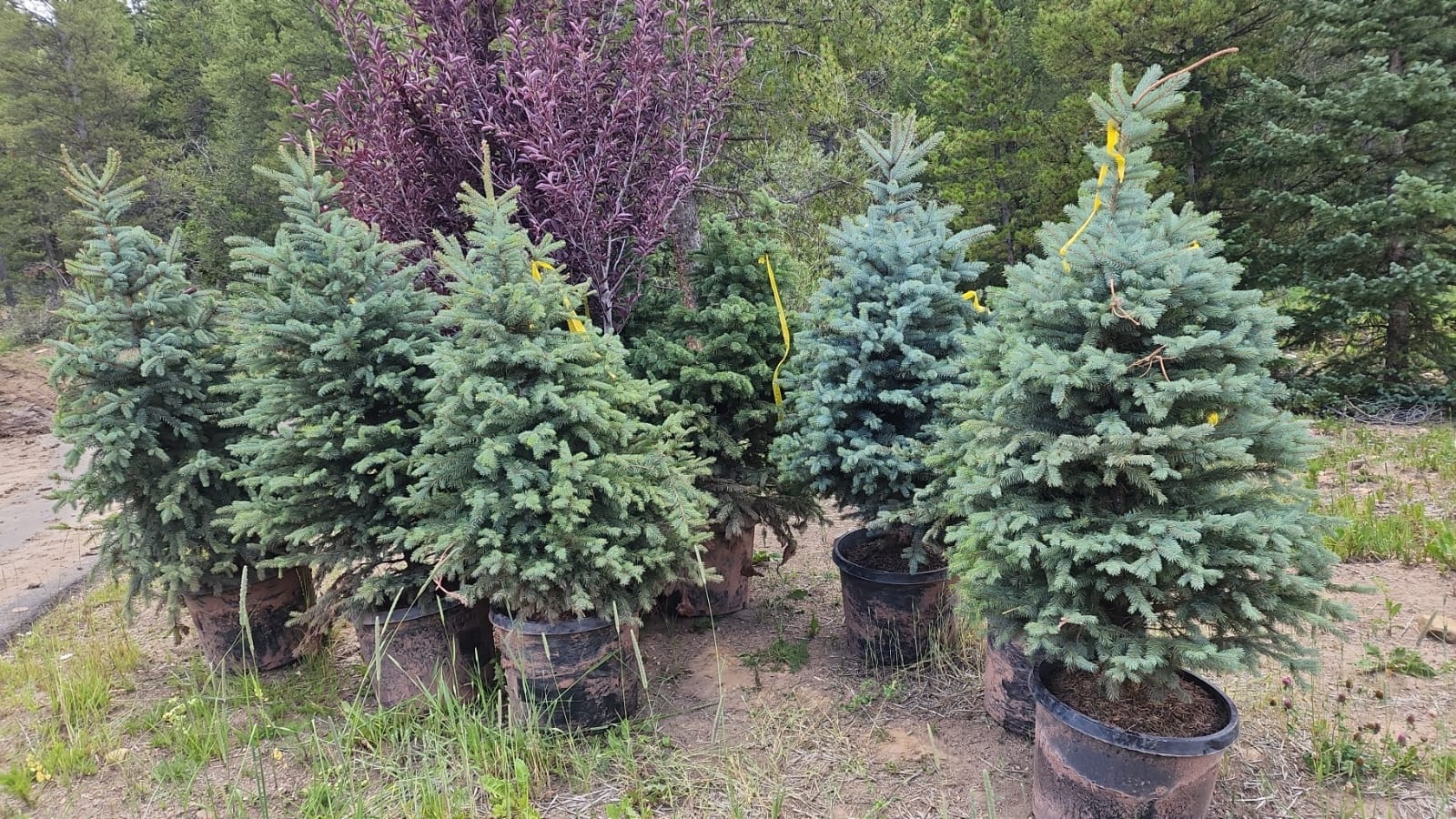 Trees & Plantings Gallery - Photo 26