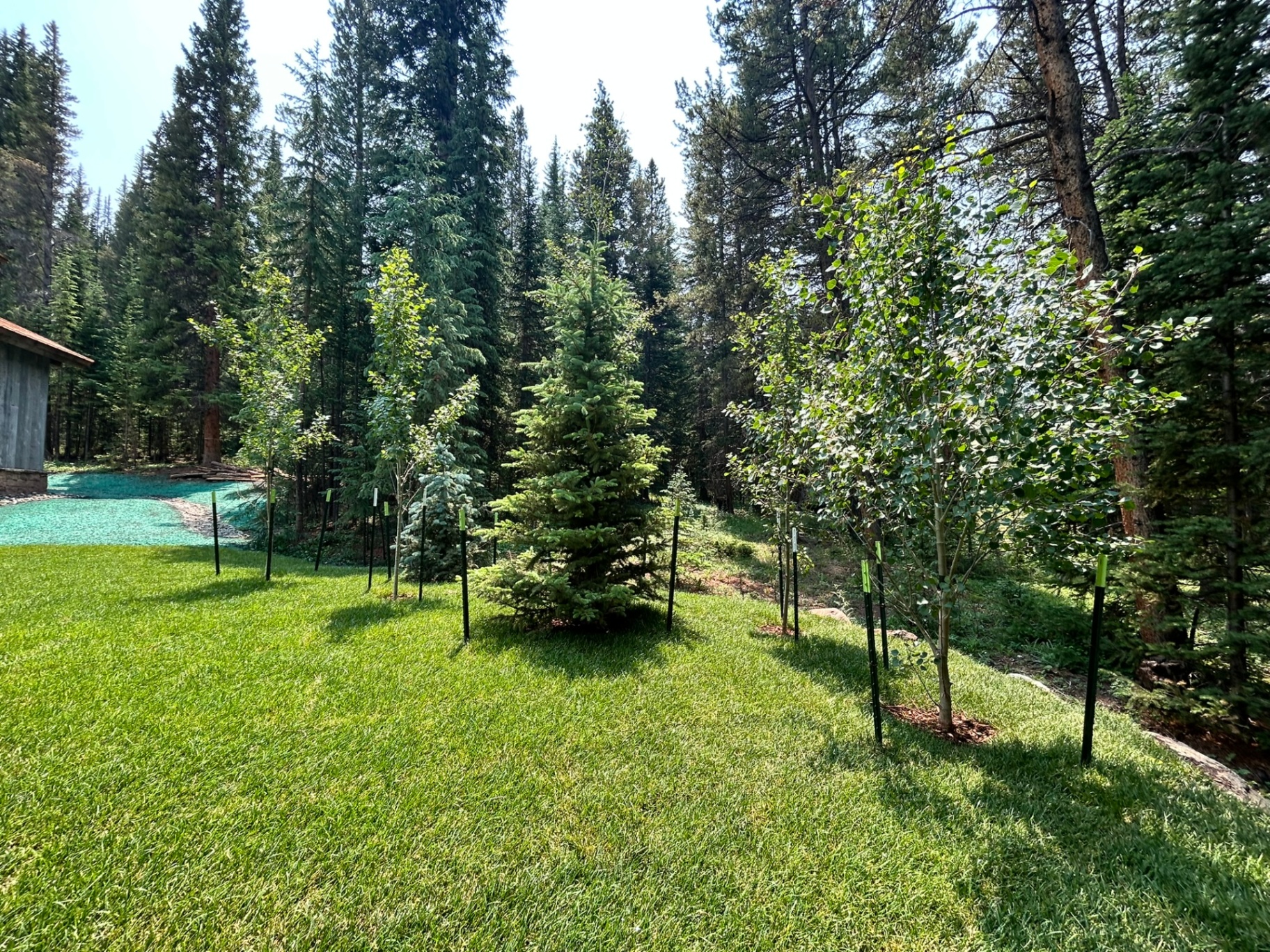 Trees & Plantings Gallery - Photo 23