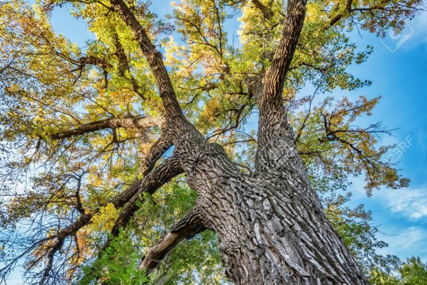 tree service carlisle pa